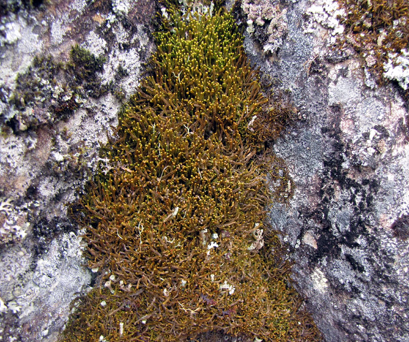 Anastrophyllum saxicola (synonyme : Sphenolobus saxicola